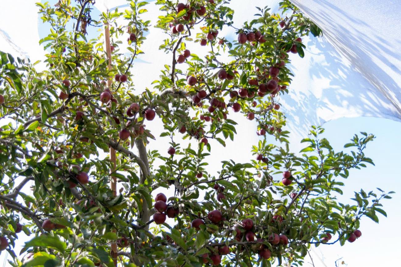 Thanedar Orchards