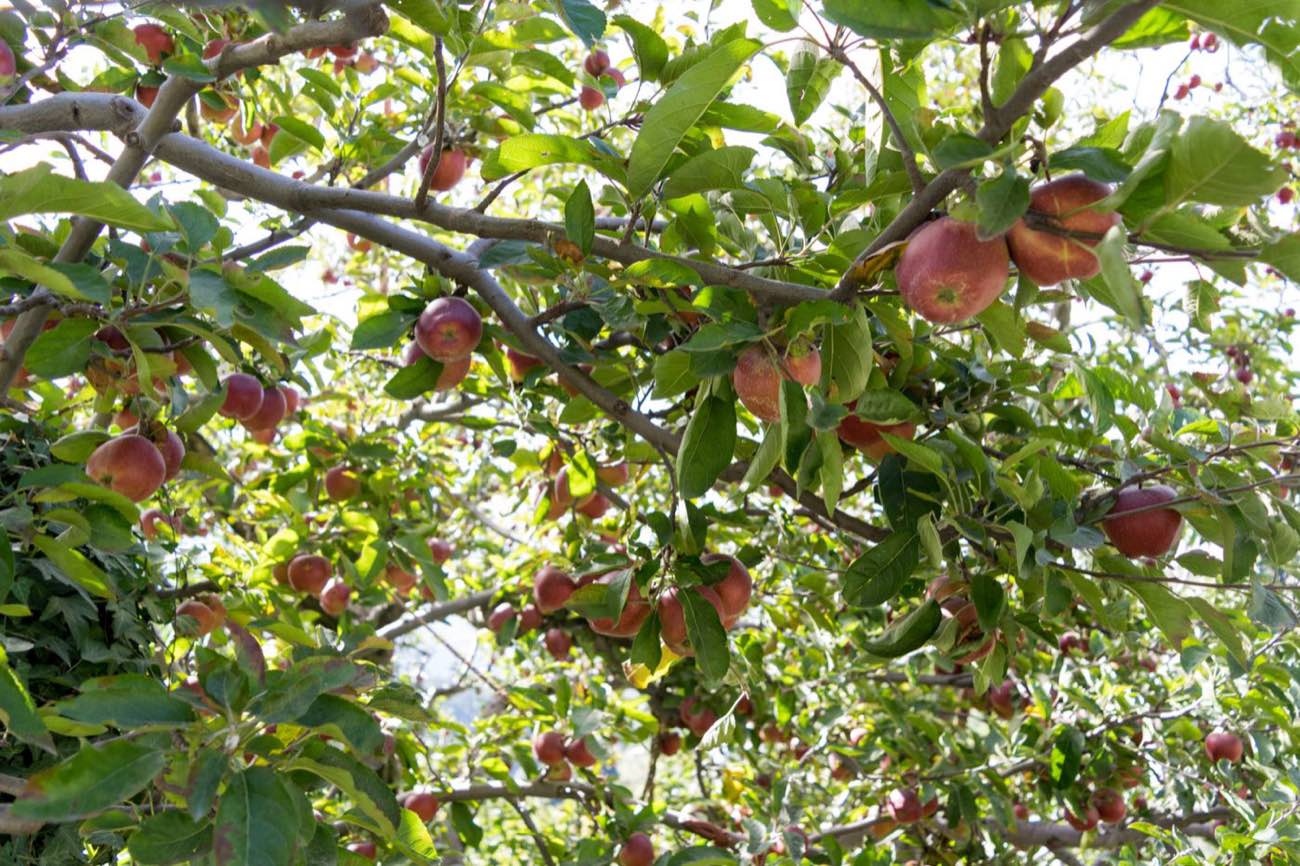 The Old Manor Heritage Stay — The Orchard, photo 5 of 8